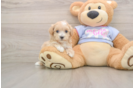 Playful Maltidoodle Poodle Mix Puppy