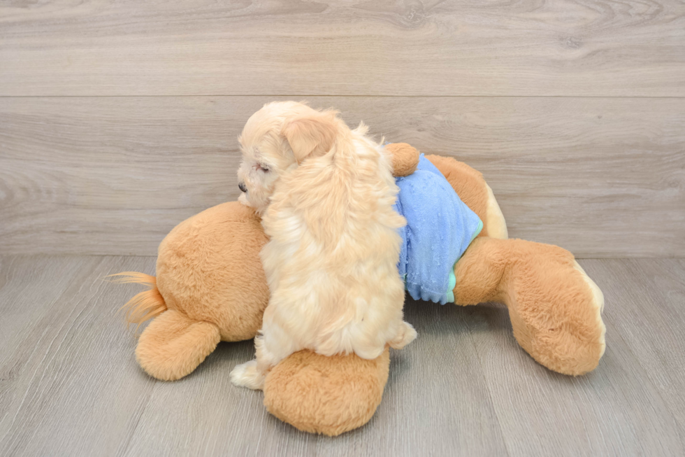 Petite Maltipoo Poodle Mix Pup