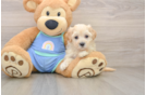 Fluffy Maltipoo Poodle Mix Pup