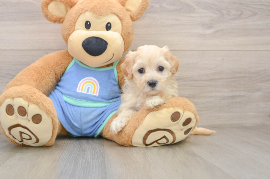 Fluffy Maltipoo Poodle Mix Pup