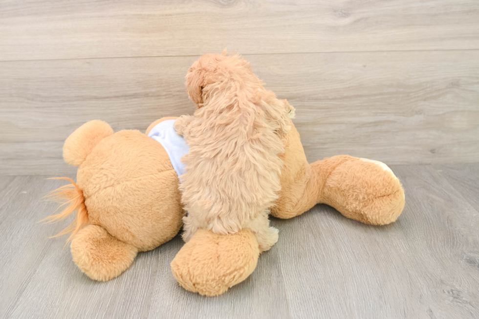 Funny Maltipoo Poodle Mix Pup