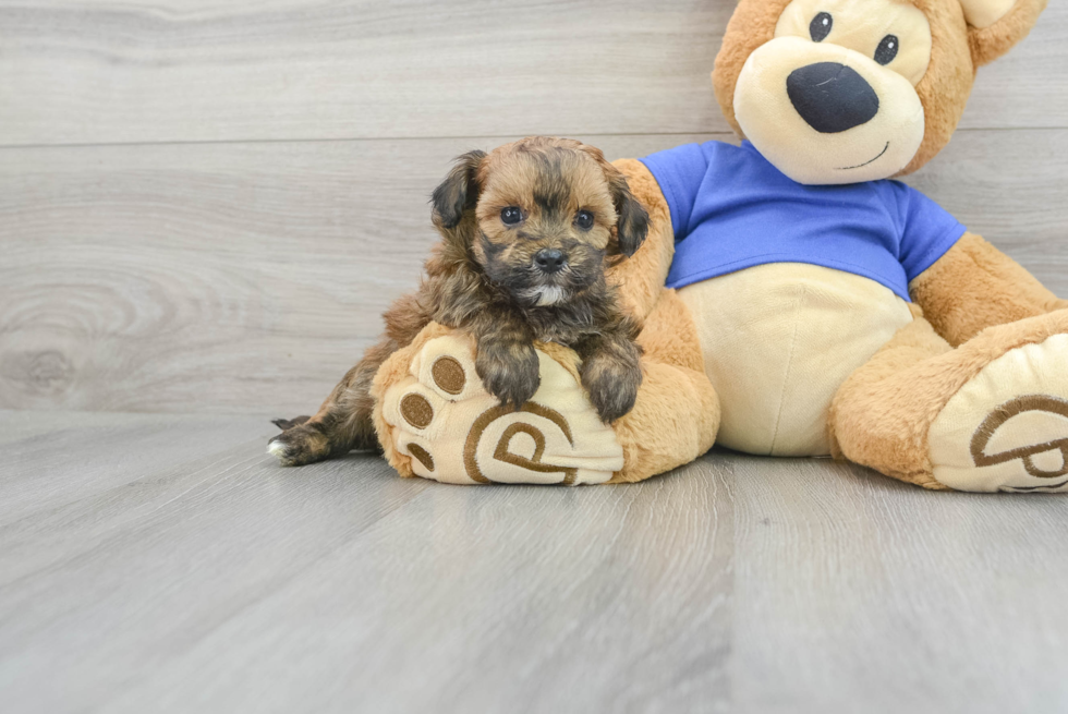 Smart Maltipoo Poodle Mix Pup