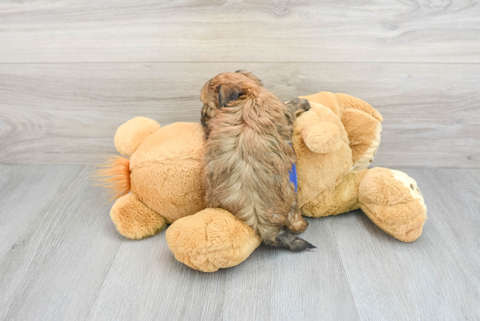 Maltipoo Pup Being Cute