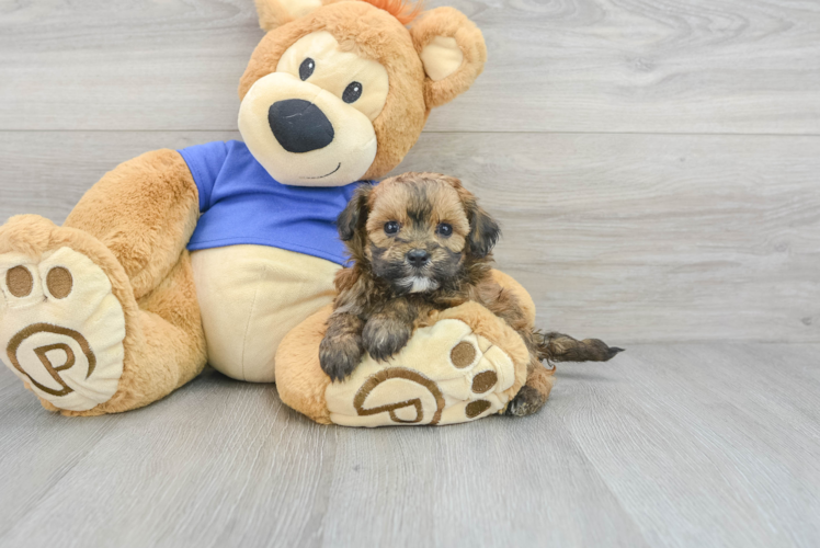 Maltipoo Puppy for Adoption