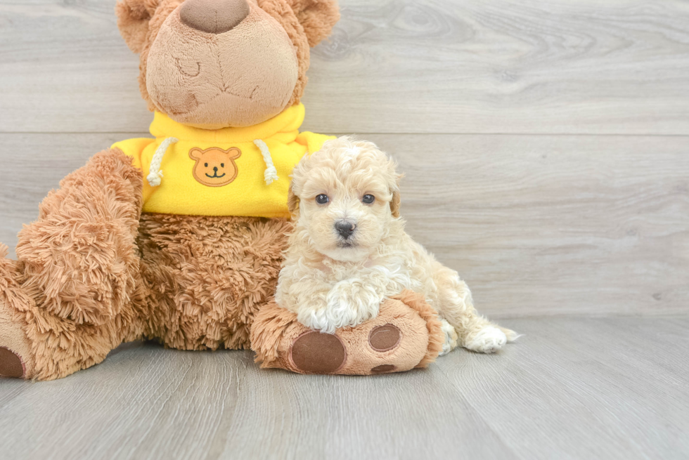 Cute Maltipoo Halo: 2lb 13oz Doodle Puppy