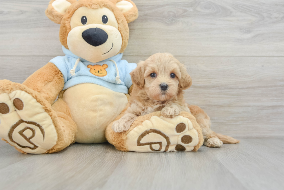 Maltipoo Halo: 1lb 12oz Doodle Puppy