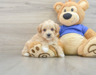 8 week old Maltipoo Puppy For Sale - Seaside Pups