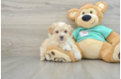 Maltipoo Puppy for Adoption