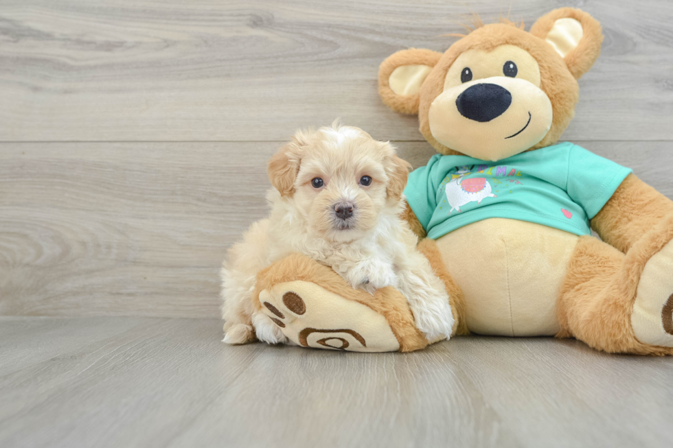 Maltipoo Puppy for Adoption