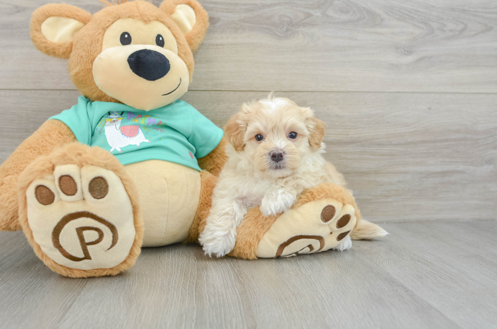 7 week old Maltipoo Puppy For Sale - Seaside Pups