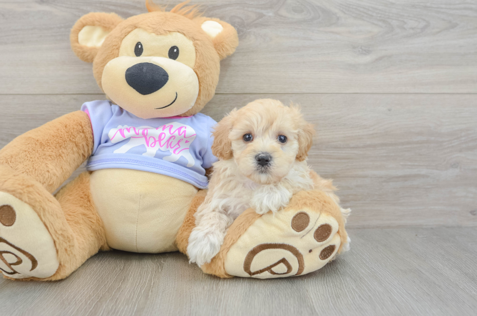 5 week old Maltipoo Puppy For Sale - Seaside Pups
