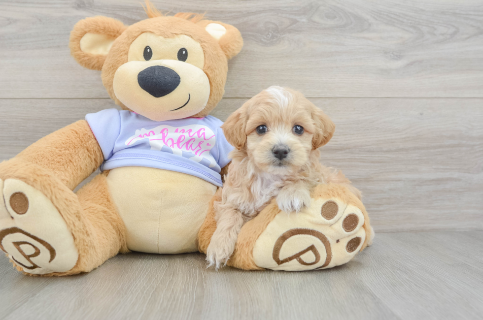 6 week old Maltipoo Puppy For Sale - Seaside Pups