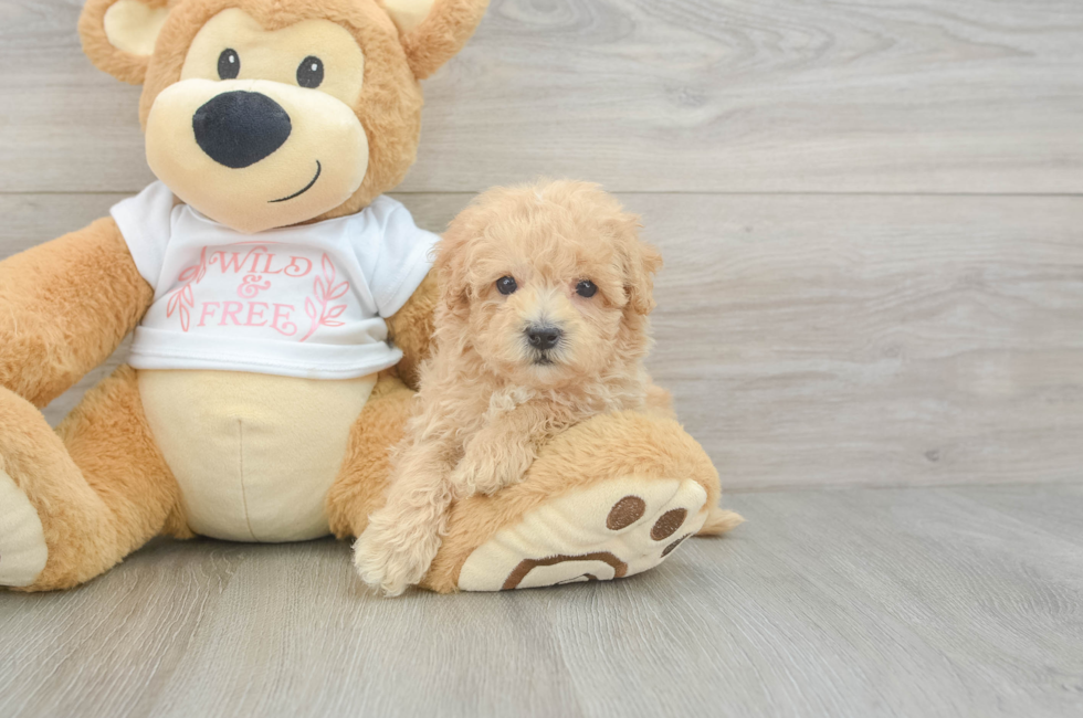 9 week old Maltipoo Puppy For Sale - Seaside Pups