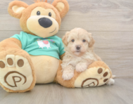 7 week old Maltipoo Puppy For Sale - Seaside Pups