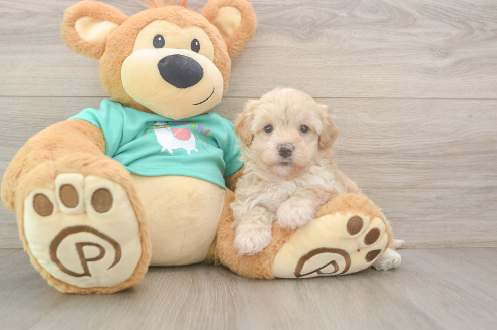 6 week old Maltipoo Puppy For Sale - Seaside Pups