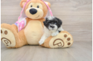 Maltipoo Pup Being Cute