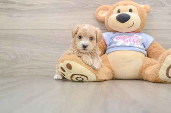HALO, a Maltipoo littermate
