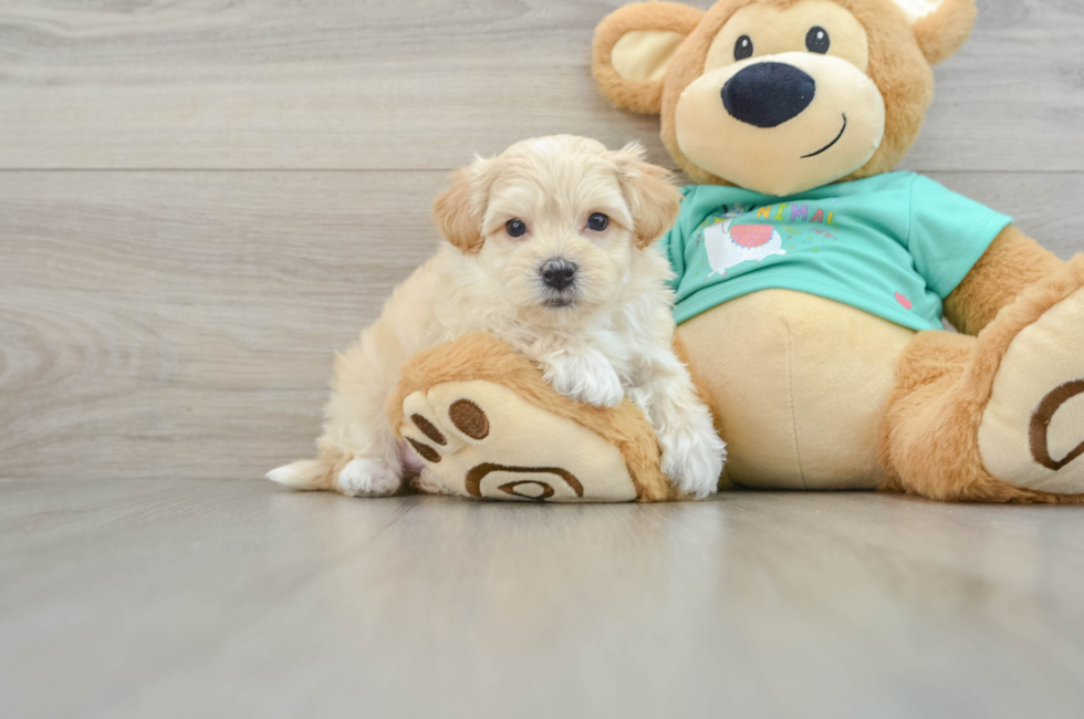 7 week old Maltipoo Puppy For Sale - Seaside Pups