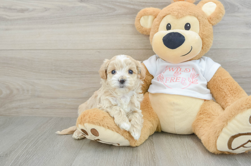 5 week old Maltipoo Puppy For Sale - Seaside Pups