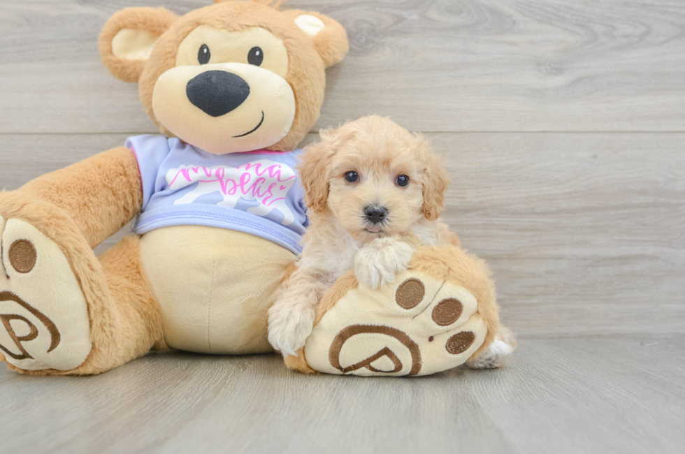 5 week old Maltipoo Puppy For Sale - Seaside Pups