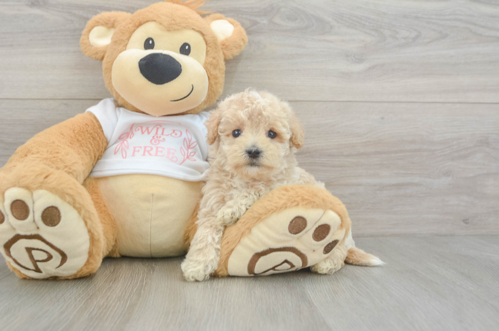 6 week old Maltipoo Puppy For Sale - Seaside Pups