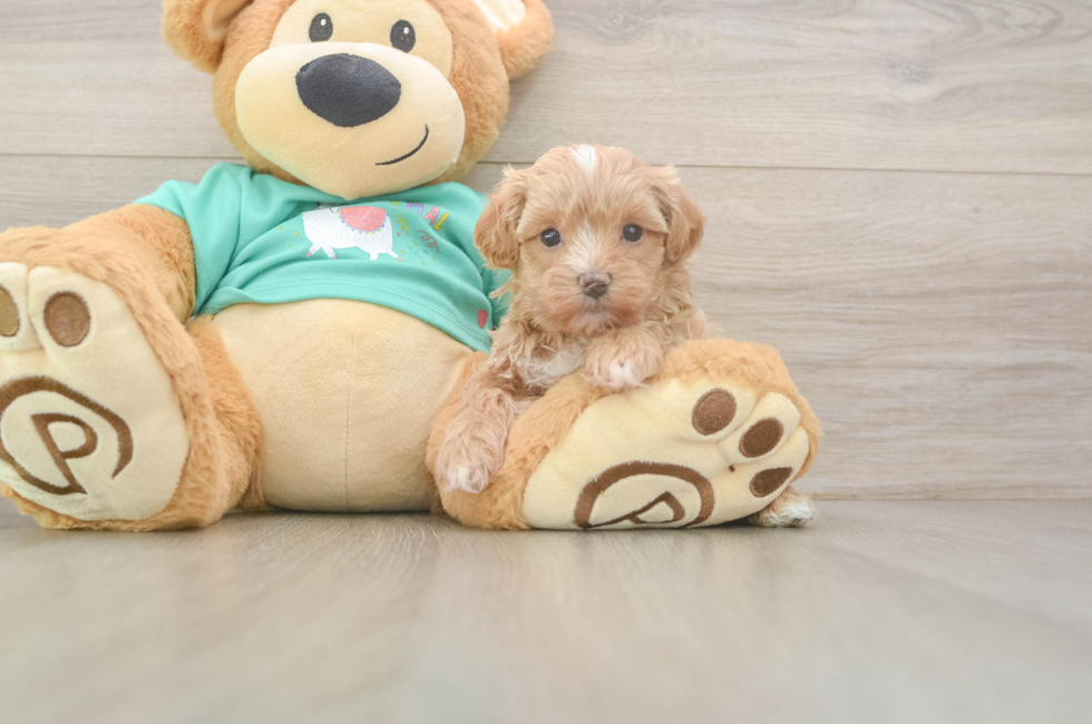 6 week old Maltipoo Puppy For Sale - Seaside Pups