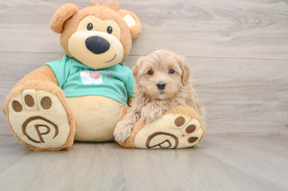 Maltipoo Pup Being Cute