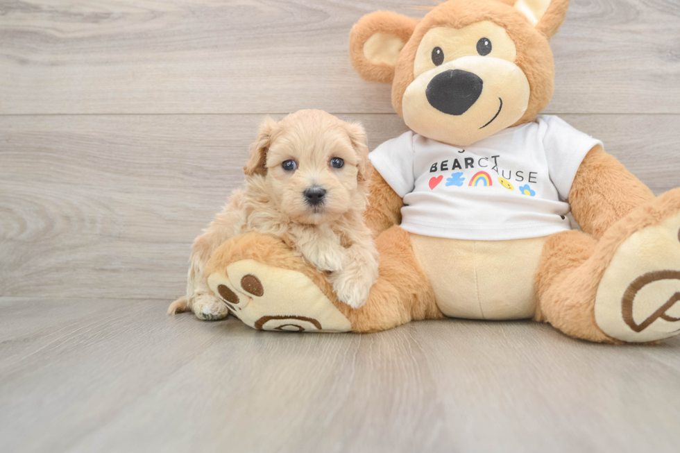 Maltipoo Pup Being Cute