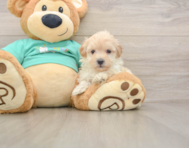 8 week old Maltipoo Puppy For Sale - Seaside Pups