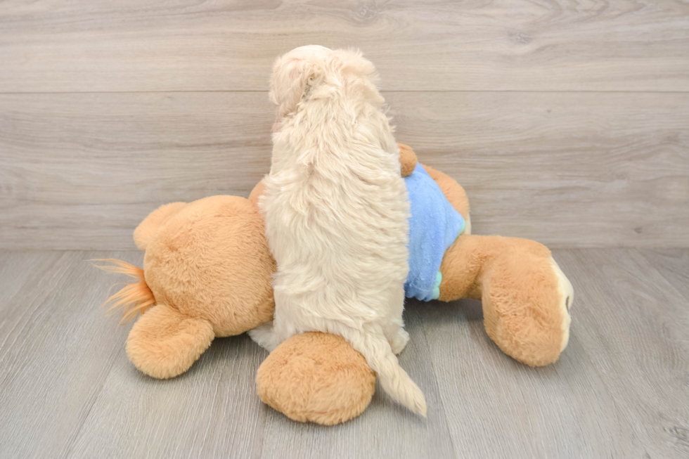 Playful Malt Oodle Poodle Mix Puppy