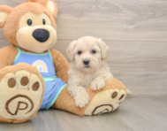 7 week old Maltipoo Puppy For Sale - Seaside Pups