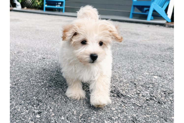 Maltipoo Puppy for Adoption