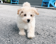 9 week old Maltipoo Puppy For Sale - Seaside Pups