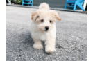 Maltipoo Puppy for Adoption