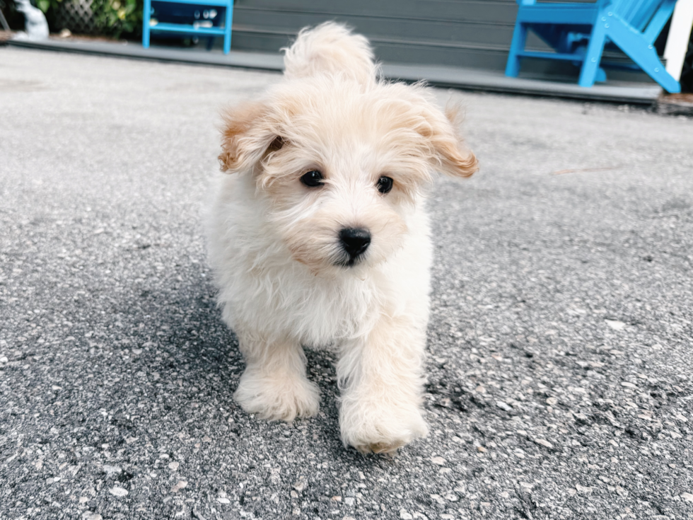 Maltipoo Puppy for Adoption