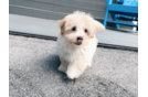 Best Maltipoo Baby