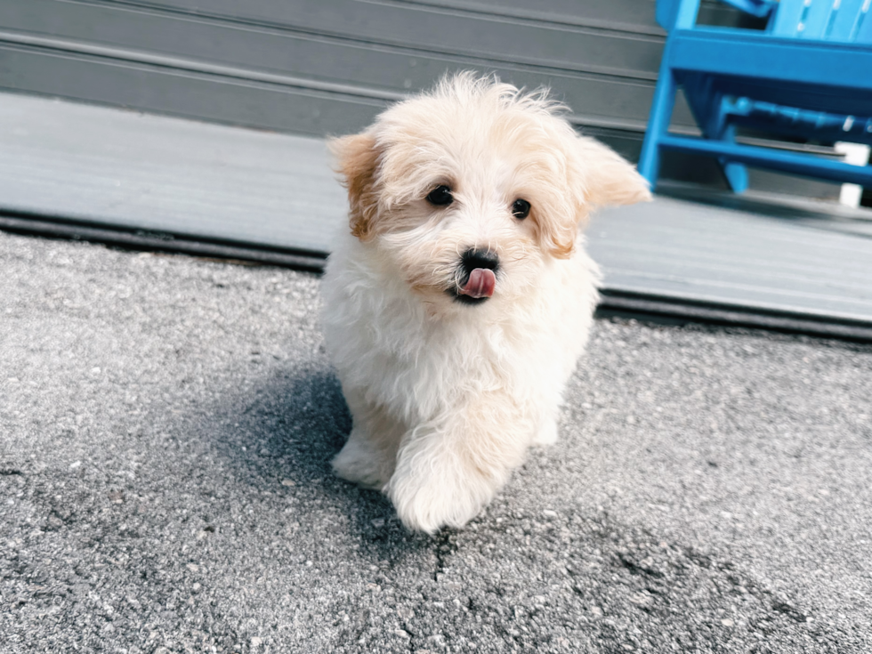 Best Maltipoo Baby