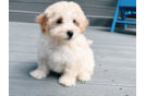 Cute Maltipoo Poodle Mix Pup