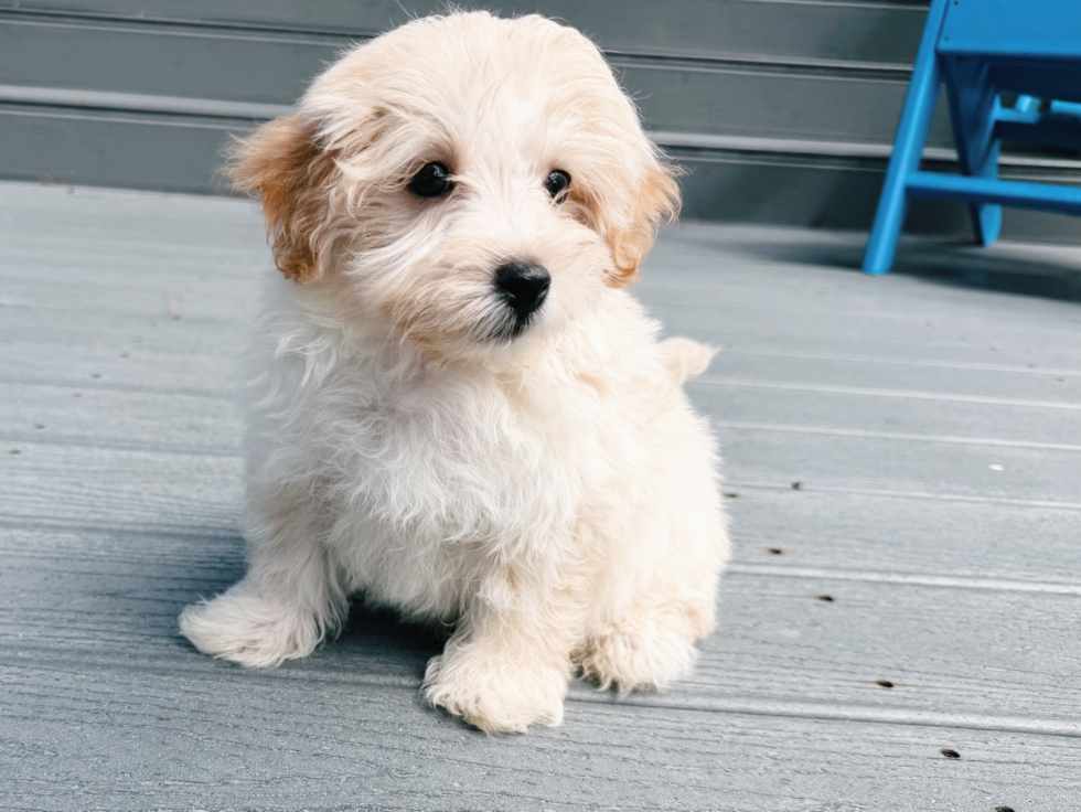 Cute Maltipoo Poodle Mix Pup
