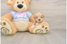 Hypoallergenic Moodle Poodle Mix Puppy