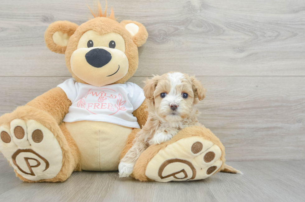 5 week old Maltipoo Puppy For Sale - Seaside Pups