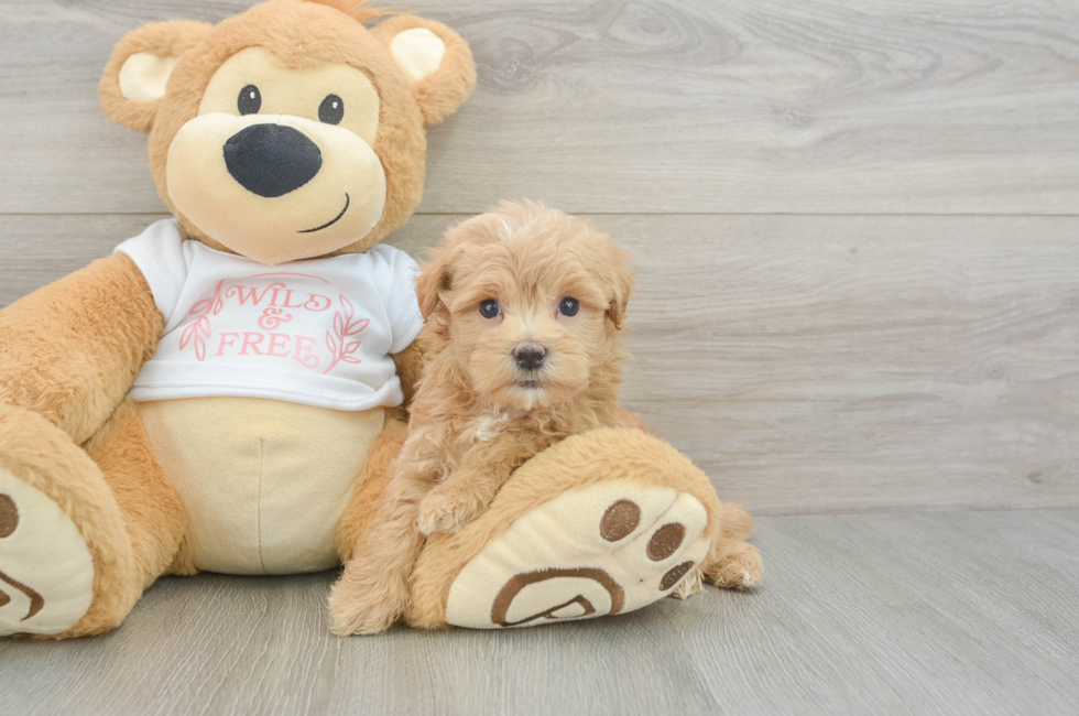 6 week old Maltipoo Puppy For Sale - Seaside Pups