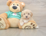 7 week old Maltipoo Puppy For Sale - Seaside Pups