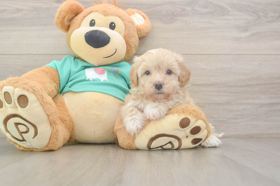 6 week old Maltipoo Puppy For Sale - Seaside Pups