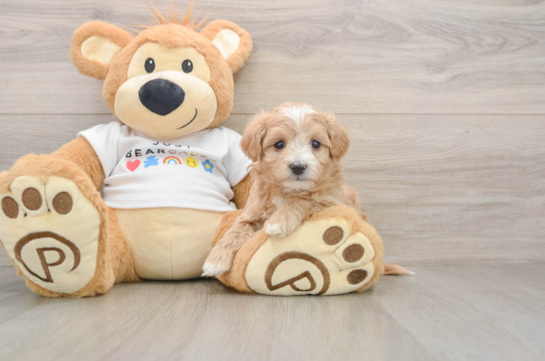 Happy Maltipoo Baby