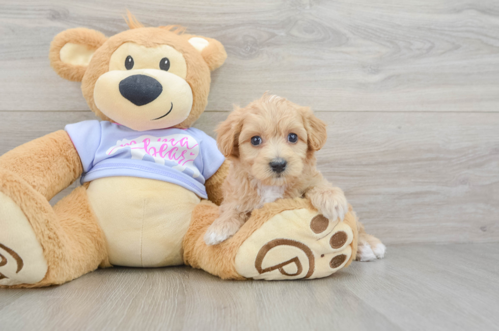 6 week old Maltipoo Puppy For Sale - Seaside Pups