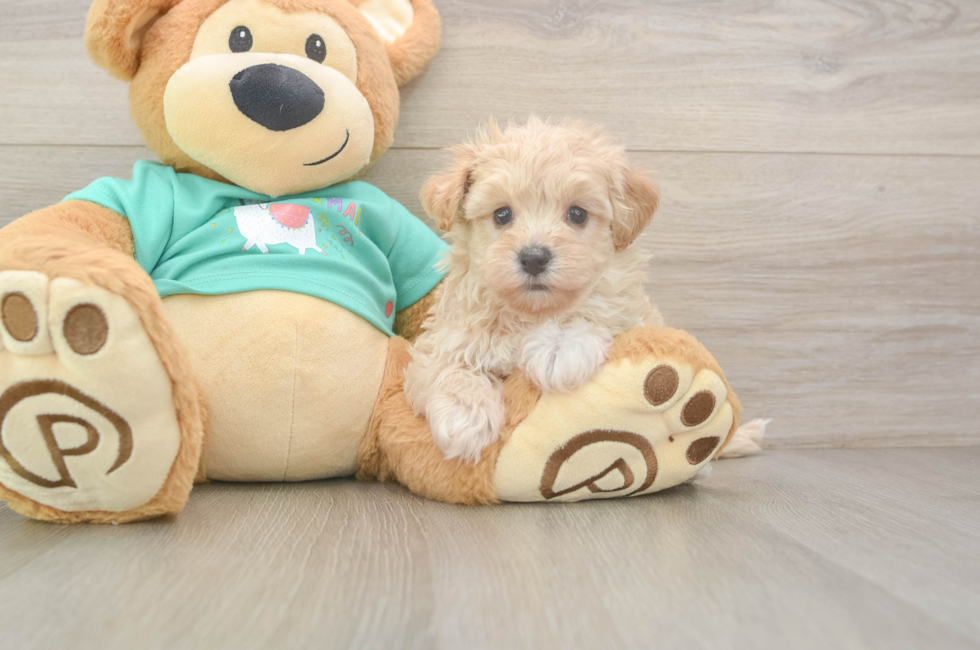 6 week old Maltipoo Puppy For Sale - Seaside Pups