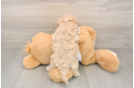 Sweet Maltipoo Baby