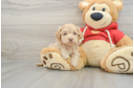 Maltipoo Puppy for Adoption