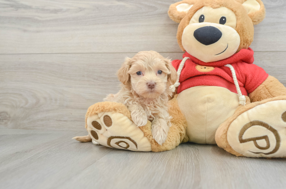 7 week old Maltipoo Puppy For Sale - Seaside Pups